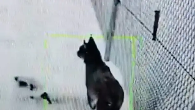 Pınarbaşı'nda mahsur kalan vaşak kurtarıldı