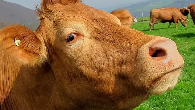 Şapla mücadelede aşı seferberliği