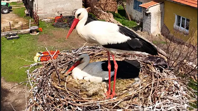 Sarıoğlan'da leylekler yuvalarına döndü