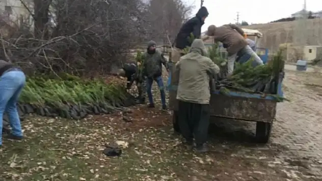 Sarız'da 10 bin fidan toprakla buluştu