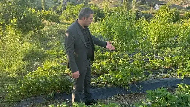 Sason Belediye Başkanı Demir, dolu yağışının vurduğu Çilek tarlalarını gezdi