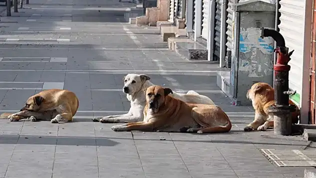 Sessiz canların sesi olalım!