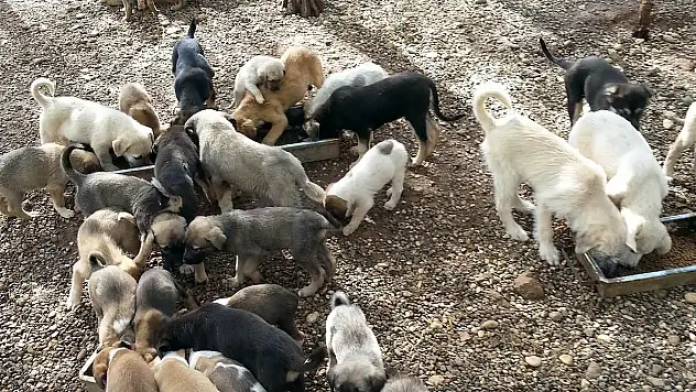 Sessiz Dostlara Yardım Eli
