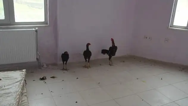Şırnak da horoz dövüşü cezası