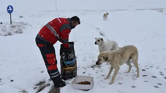 SOKAK HAYVANLARI İÇİN  AŞILDI