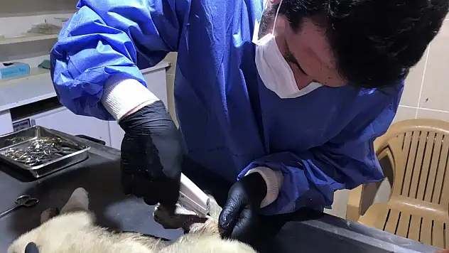 Sokak hayvanları için rehabilitasyon merkezi