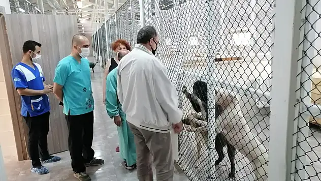 SOKAK HAYVANLARINI KISIRLAŞTIRMA