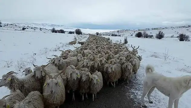 Tagem Küçükbaş hayvan çalışmaları