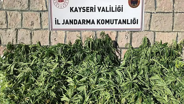 Tarlada ekili bin 125 kök Hint keneviri ele geçirdi