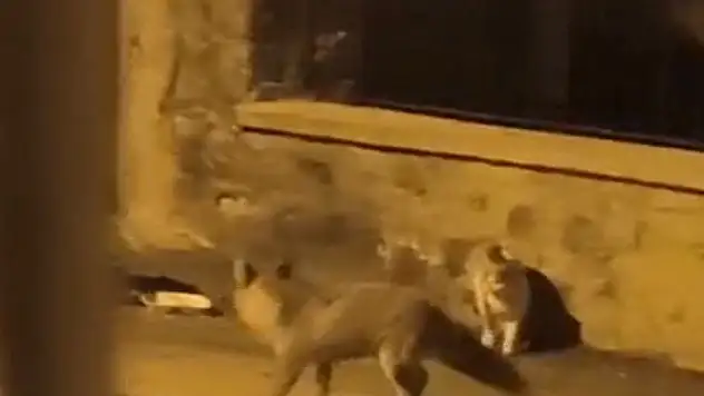 Tilki İle Kedinin Karşılaşması Kameraya Yansıdı