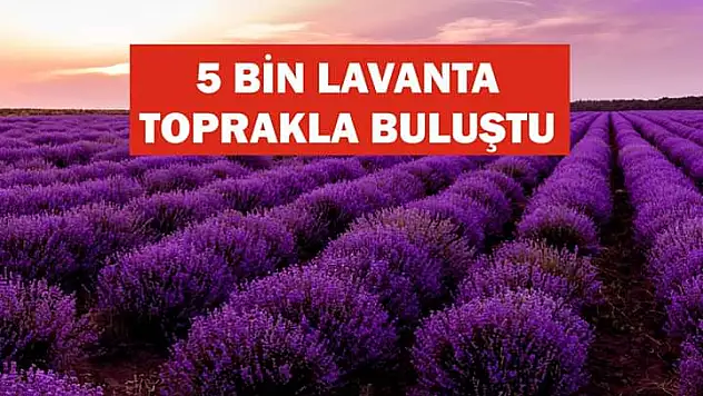 Tomarza da lavanta dikimi