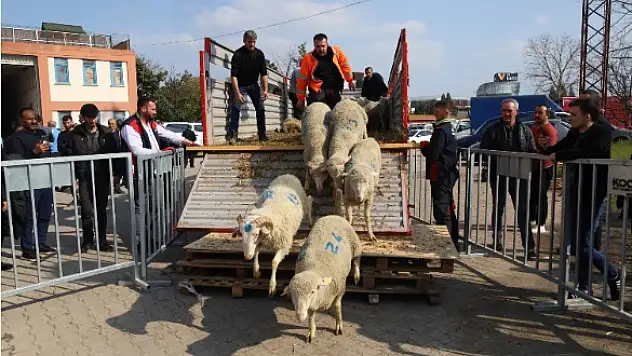 Üreticiye 500 koç, 150 teke verilecek