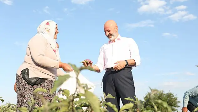YAMULA  PATLICANI FESTİVALİ