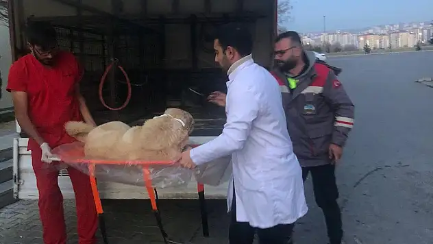 Yaralı köpeğin imdadına Belediye yetişti