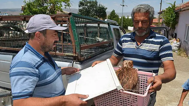 YARALI ŞAHİNİ TESLİM ETTİ