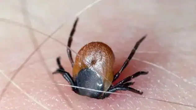 Yaz aylarının kabusu geri döndü