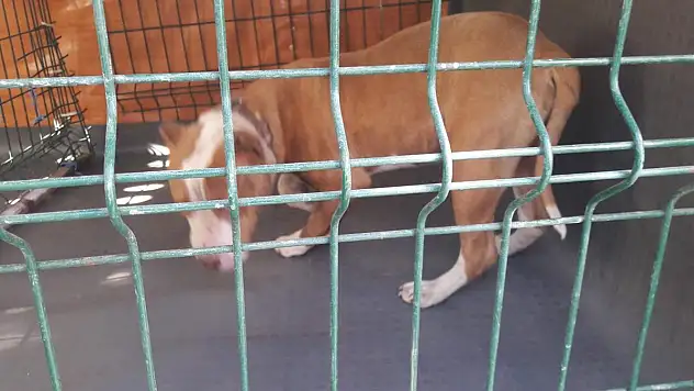 Yeşilhisar'da başı boş pitbull yakalandı