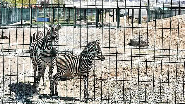 Zebra doğum yaptı