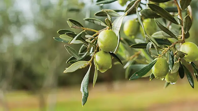 Zeytin alım fiyatları belli oldu... Tavan 110 TL, taban 47 TL