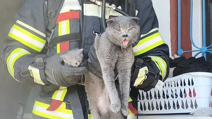 Kayabaşı’ndaki Yangında 6 Kedi Kurtarıldı