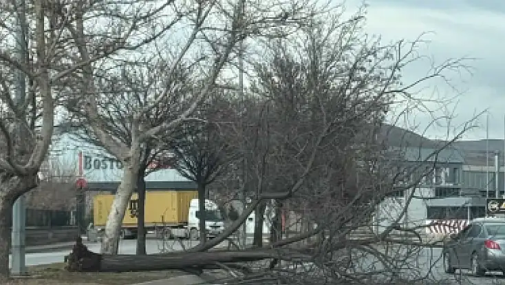 Kayseri’de şiddetli rüzgar ağacı devirdi