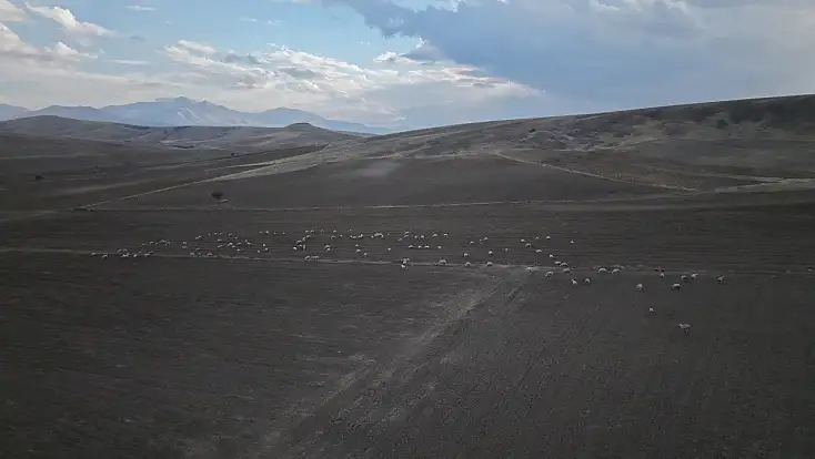 ‘Koyunlar Artıyor’ projesi kırsalı canlandırıyor