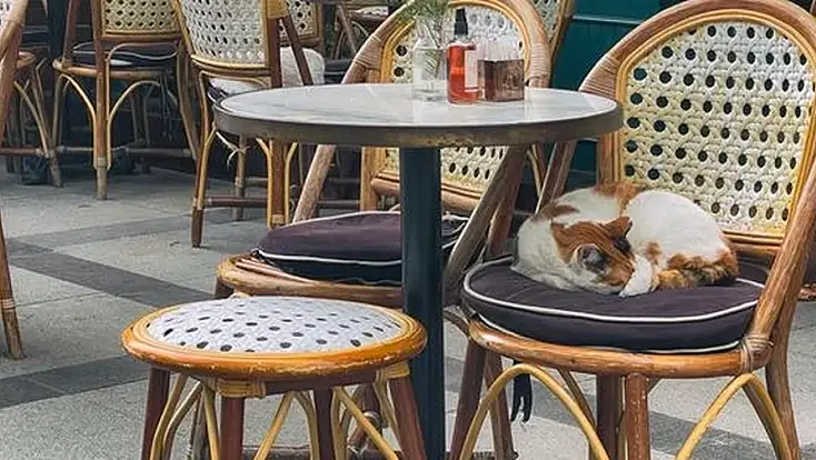 Restoran ve Kafelerde Evcil Hayvan Dönemi Bitiyor