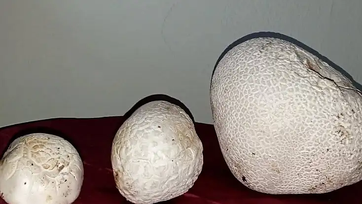 Sarız'da dev mantarlar görenleri şaşırttı