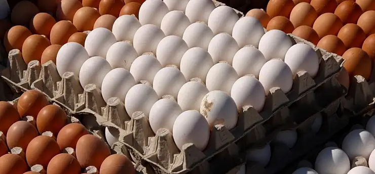 Tavuk eti üretimi arttı, yumurta geriledi