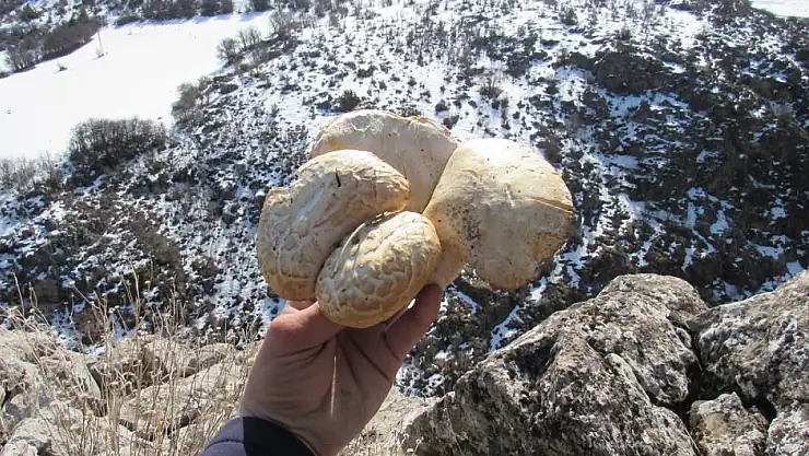 2025 mantar sezonu Yahyalı'da başladı