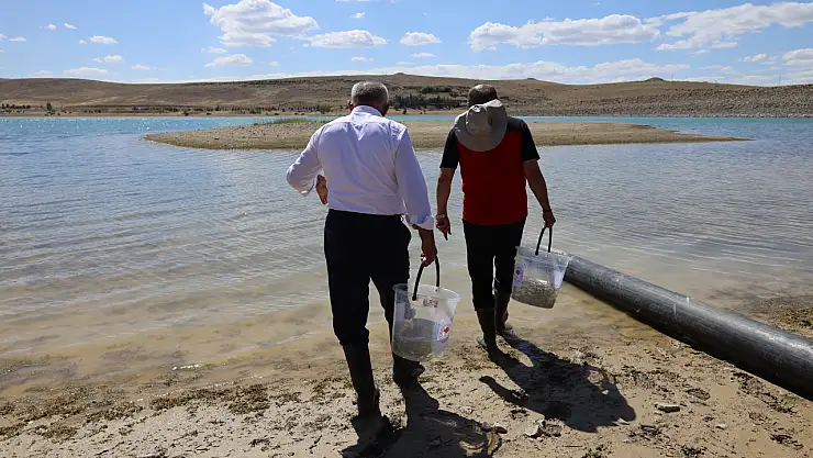Ağcaşar Barajı'na 600 bin yavru Sazan bırakıldı