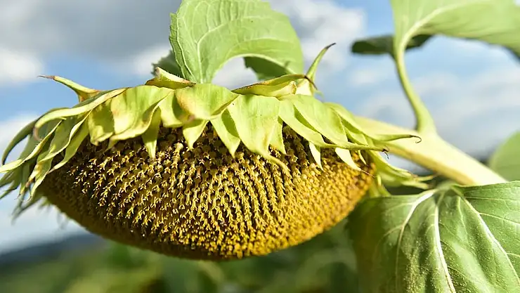 Ayçiçeği Tohumu ve Yağında gümrük vergisi değişti