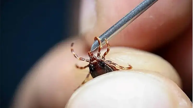 Bakanlıktan kene ile doğal mücadele