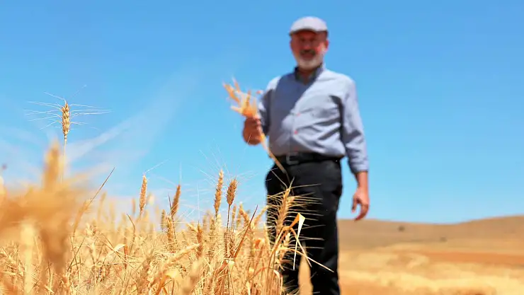 Başkan Çolakbayrakdar, Genç çiftçiyle buğday hasadı yaptı