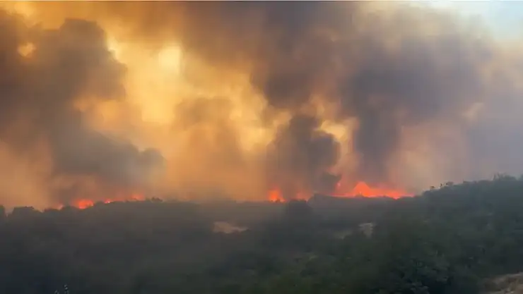 Bursa Yenişehir'de orman yangını