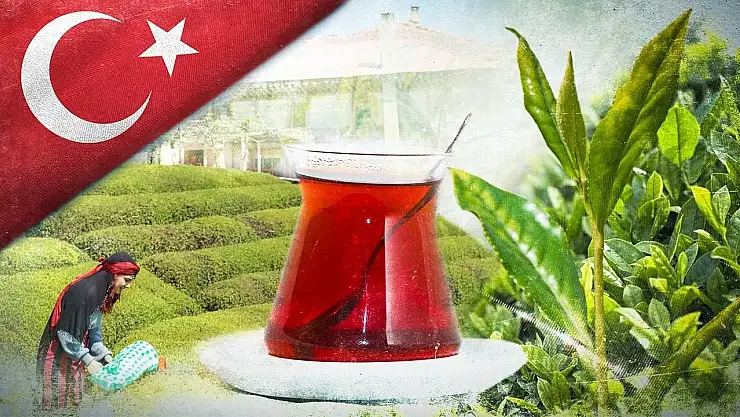 ÇAYKUR 2025 yaş çay sezonunu açtı