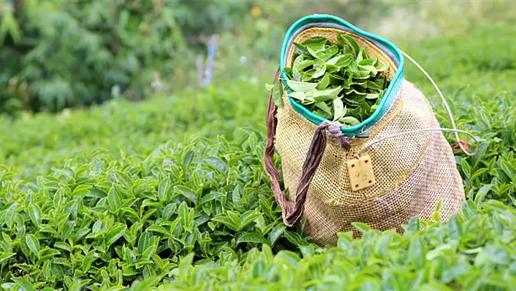 ÇAYKUR'dan Üreticilere Uyarı: Düşük Fiyat ve uzun vadeli Ödemelere dikkat