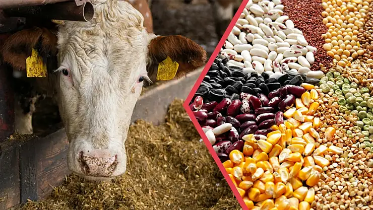 Çiftçilere 344 Milyon TL destek ödemesi