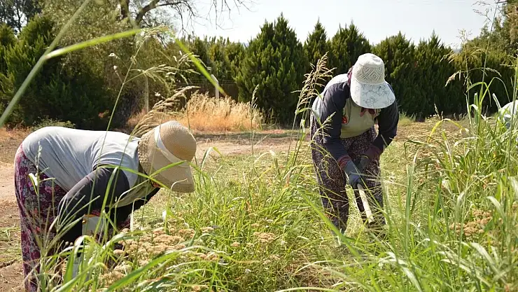 Çiftçiye 476 Milyon TL destek ödemesi
