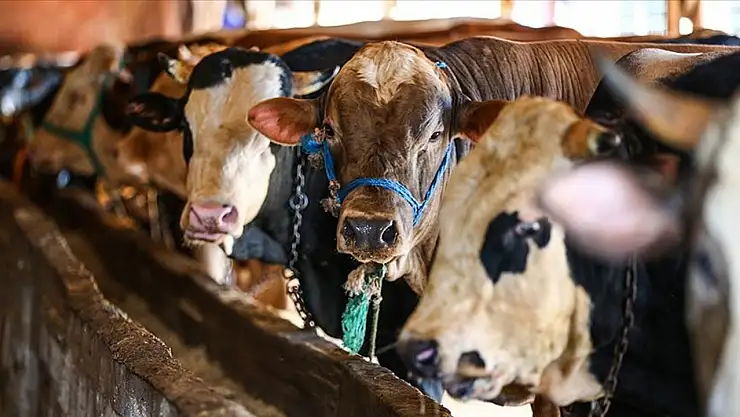 Diyanet, 2025 vekaletle kurban kesim ücretlerini açıkladı