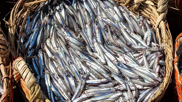 Doğu Karadeniz'den 10 ayda 29 ülkeye su ürünü ihracatı