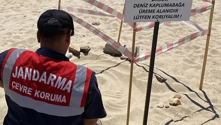 Edirne'de kaplumbağalara Jandarma'dan özel koruma