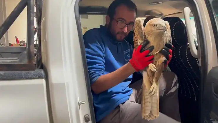 Erciyes'te yaralı Şahin bulundu, tedavi edildi