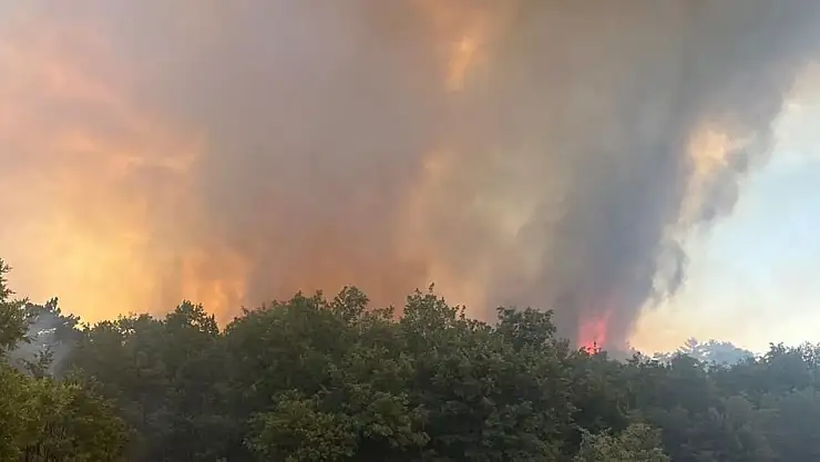 Eskişehir Seyitgazi'de Orman yangını