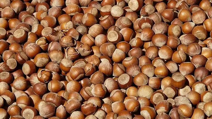 Fındık İhracatı 7 Ayda 1,3 Milyar Doları aştı