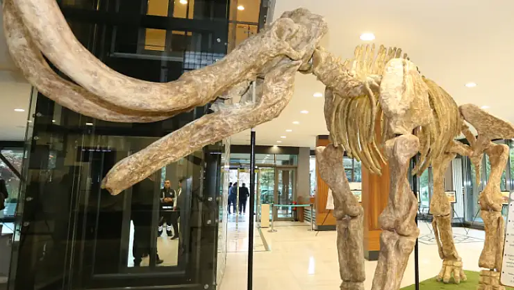 FOSİL FAUNASI SERGİLENECEK