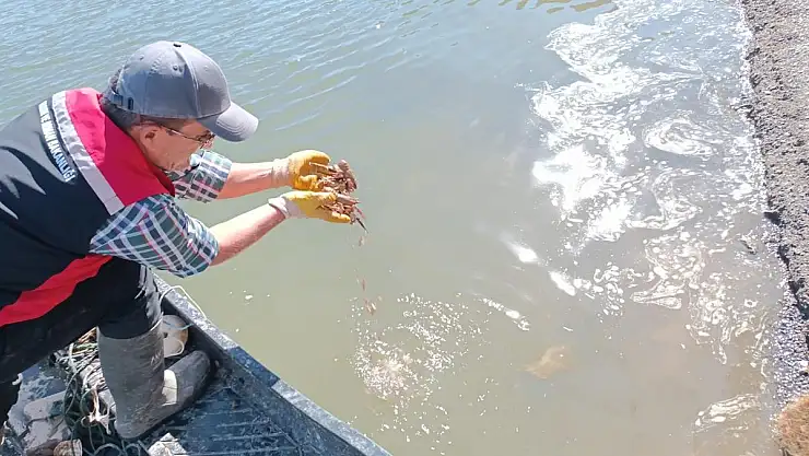 Hayalet ağlar imha edildi, yavru kerevitler suya bırakıldı