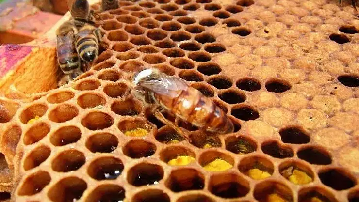 İklim değişikliği bal arılarını etkiledi!