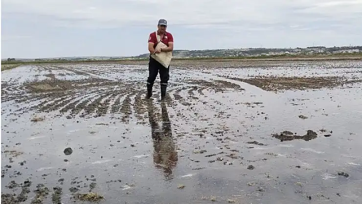 İpsala'da çeltik ekimi tamamlanıyor