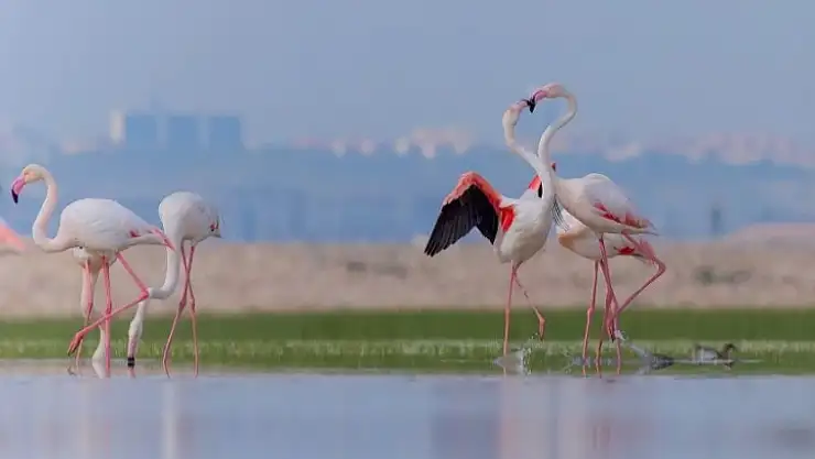 İzmir'in doğasını yok edecek seçim vaadine tepki!